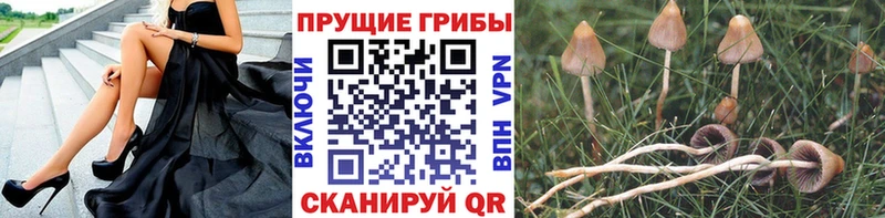 наркотики  Тара  Псилоцибиновые грибы MAGIC MUSHROOMS 